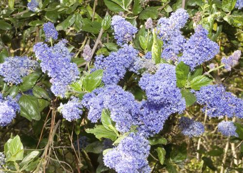 A blue blossom shrub covered in dense clusters of bright bluish-purple flowers, surrounded by glossy green leaves in sunlight.
