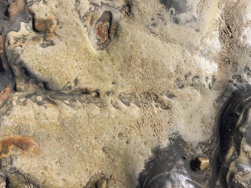 Trace fossil in 60 million year old Carmelo Formation.