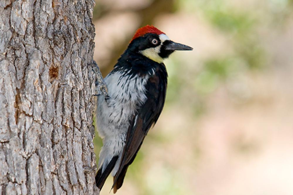 An Acorn Woodpecker clings to the side of a tree trunk, showing its black-and-white body, bright red cap, and pale yellow throat