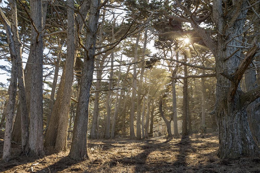 Tall Monterey cypress trees with thick, twisted trunks stand in a dense coastal grove as sunlight streams through the branches, casting long shadows across the forest floor.