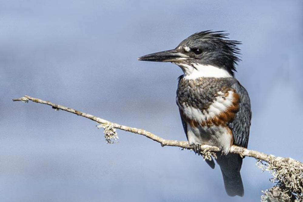 A belted kingfisher faces the wind while perched on a branch.