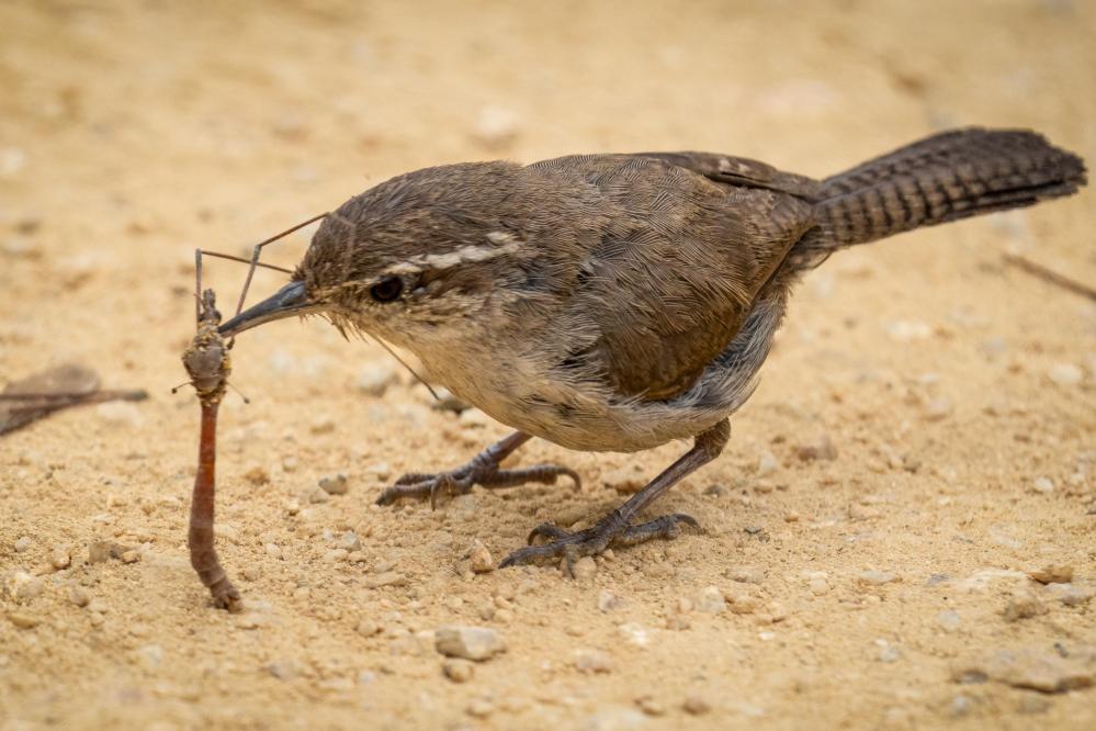 Bewick's Wren clutching a large insect.