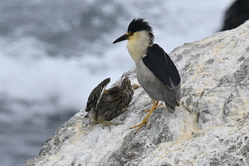 Black-crowned night heron and chick