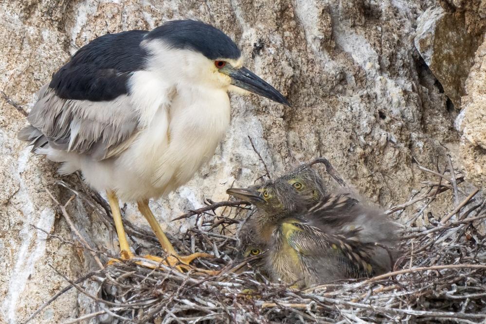 Black-crowned Night Heron in a nest with two chicks.