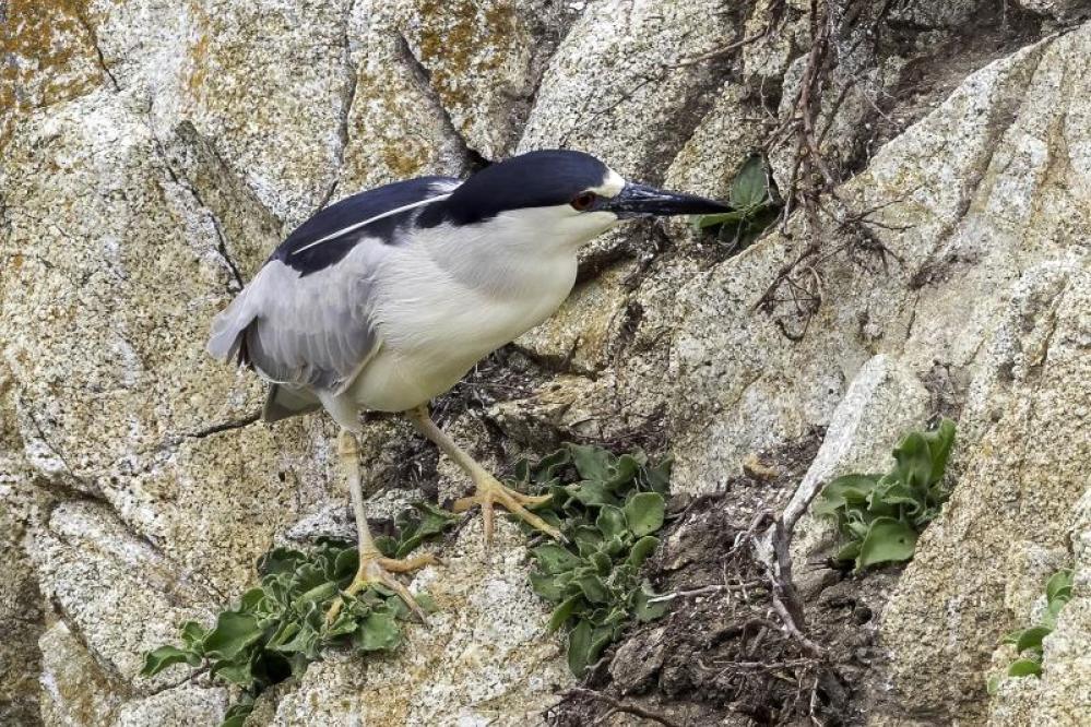 Black-crowned night heron on rocky cliff