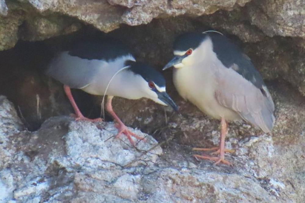 A mating pair of black-crowned night herons select a nesting site.