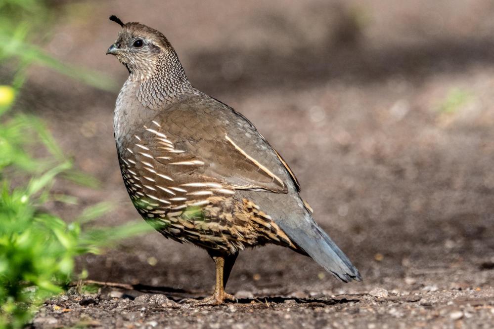 California Quail on the trail