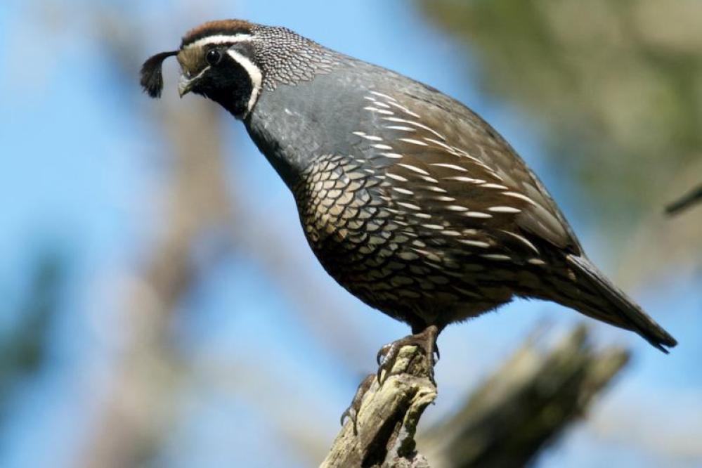 California Quail perched on a branch