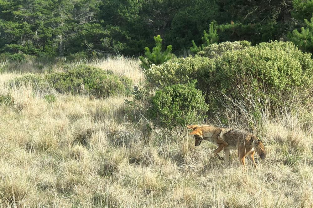 A coyote hunts in a coastal prairie, pausing mid-step with ears perked and head lowered, surrounded by dry grasses and patches of green shrubs near the forest edge in Point Lobos State Natural Reserve. Photo credit: Horst Mieth..