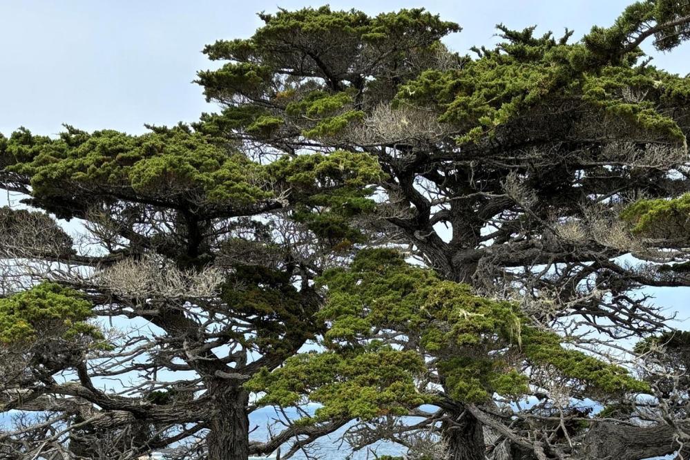 A group of windswept Monterey cypress trees, at Point Lobos State Natural Reserve, with twisting trunks and broad, flat canopies stands against a pale sky, their dense green foliage contrasting with gnarled, weathered branches. Photo credit: Ernie Long.