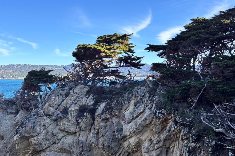 Photo of Monterey Cypress trees growing out of a rocky cliff on the North Shore Trail at Point Lobos.