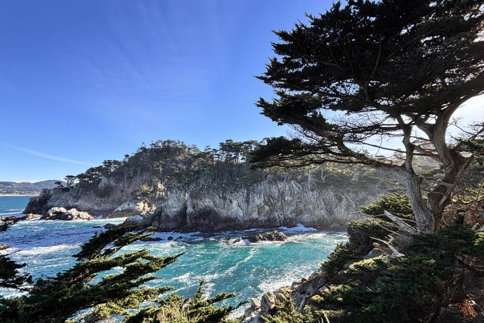 Photo of Monterey Cypress trees ringing Cypress Cove at Point Lobos.