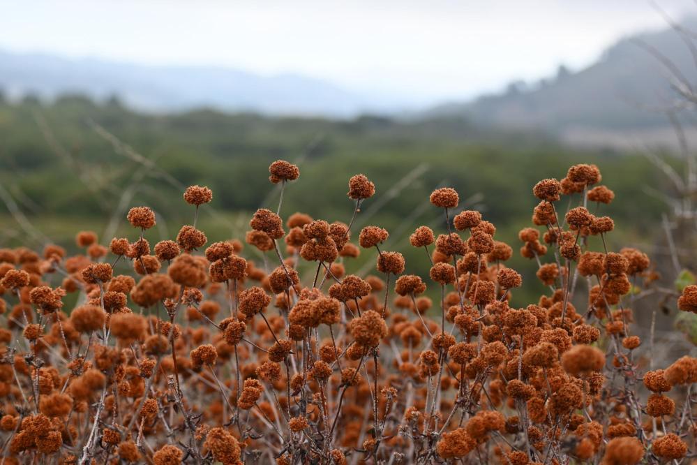 Photo of dune buckwheat with dried blooms in the autumn at Point Lobos.