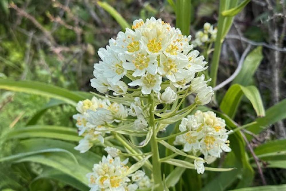 Fremont's Star Lily growing in Point Lobos