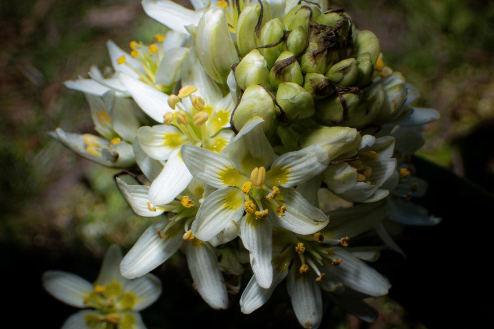 Fremont's Star Lily in dramatic lighting.