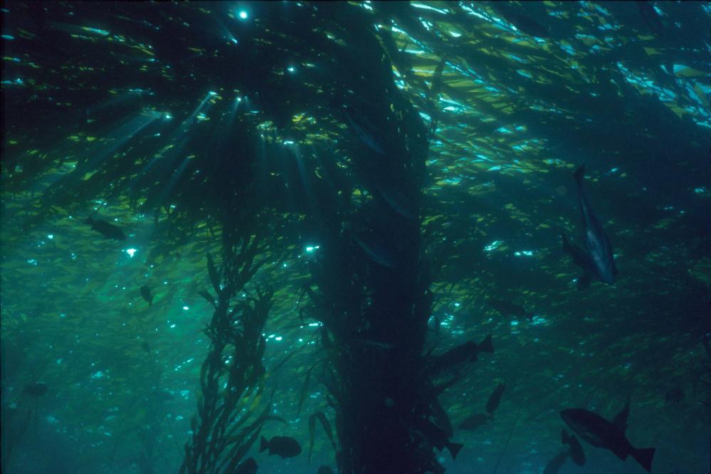 Underwater view of a giant kelp forest.