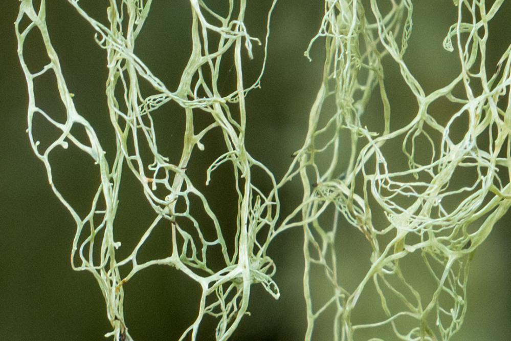 Photo of lace lichen hanging from a tree in a web configuration 