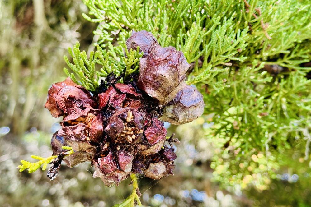 Photo of female seed cones of the Monterey Cypress tree.