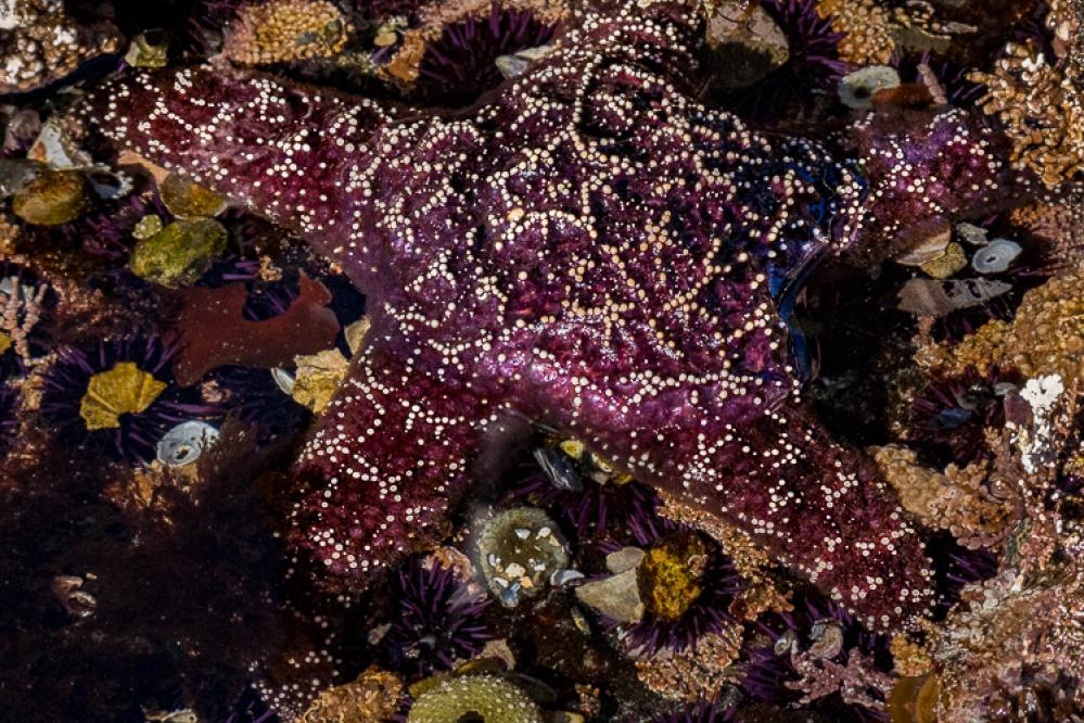 Purple ochre star in tide pool.