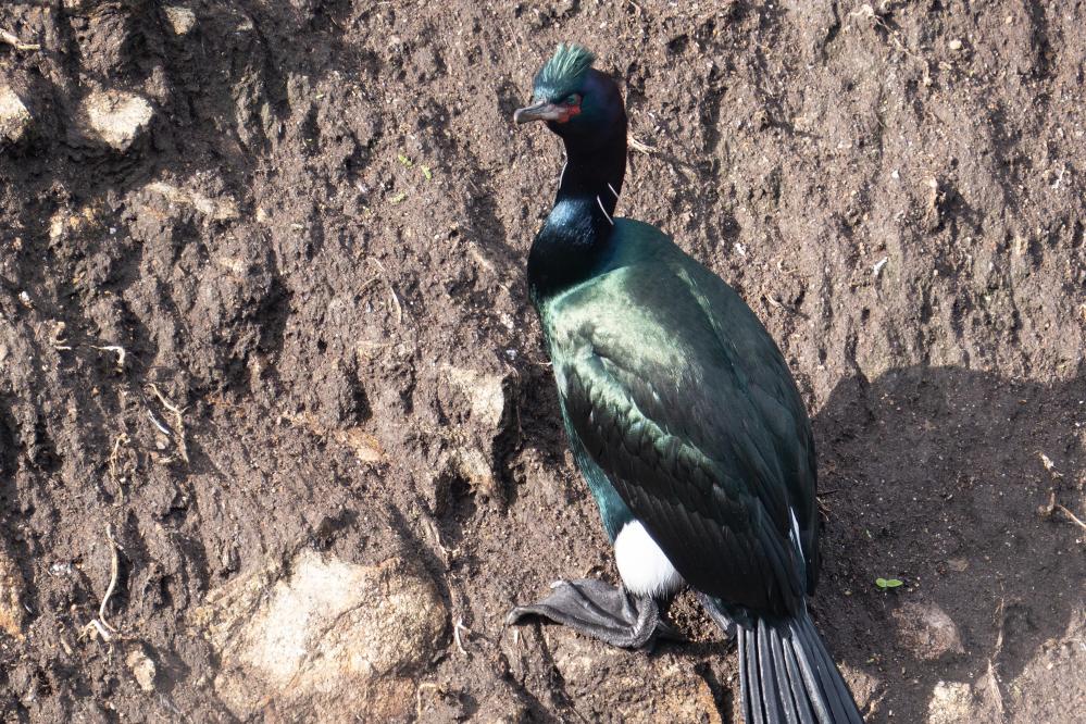 Pelagic Cormorant in breeding plumage