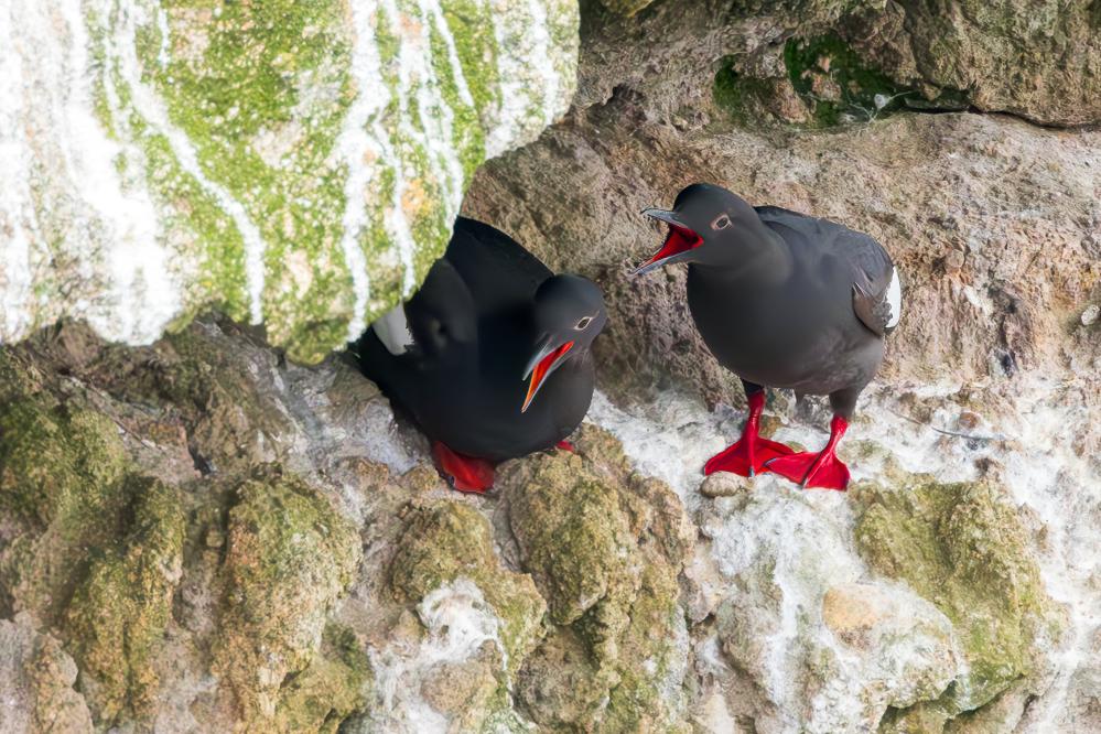 Two Pigeon Guillemots on a ledge of a coastal bluff.