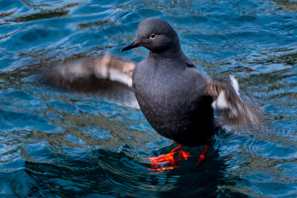 Pigeon Guillemot flapping wings just above the ocean surface.