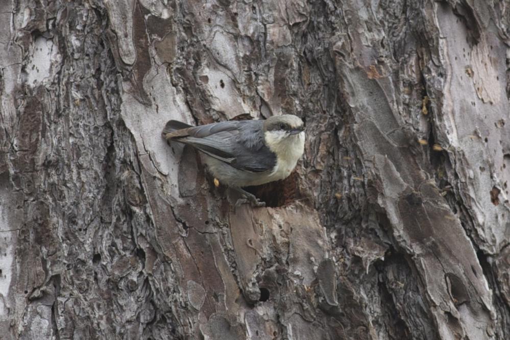 Pygmy Nuthatch on tree