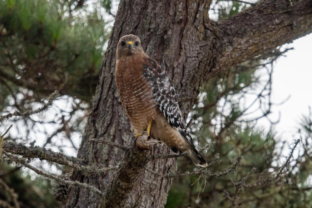 Red-shouldered Hawk in a Monterey Pine tree