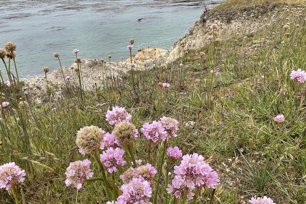 Sea Thrift also known as sea thrift along Whalers Cove.