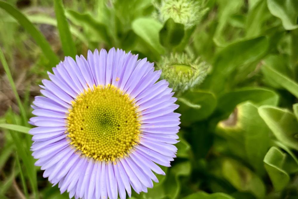 Seaside Daisy growing at Point Lobos
