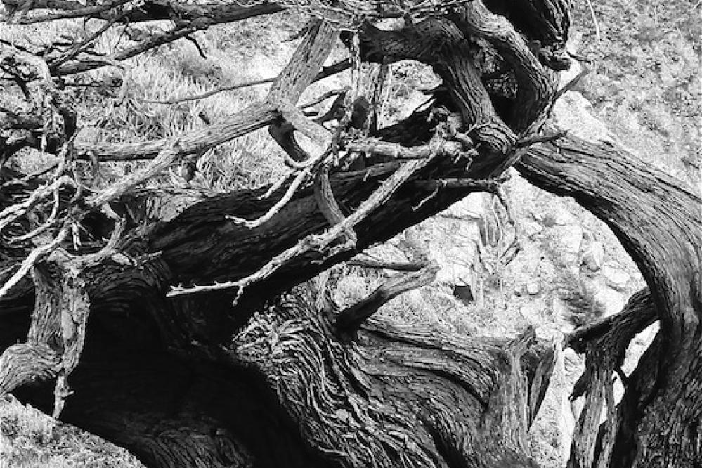 Photo of Weathered Monterey Cypress