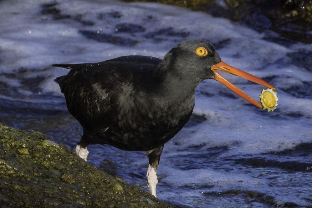 A Black Oystercatcher holds a delicious limpet in its beak.