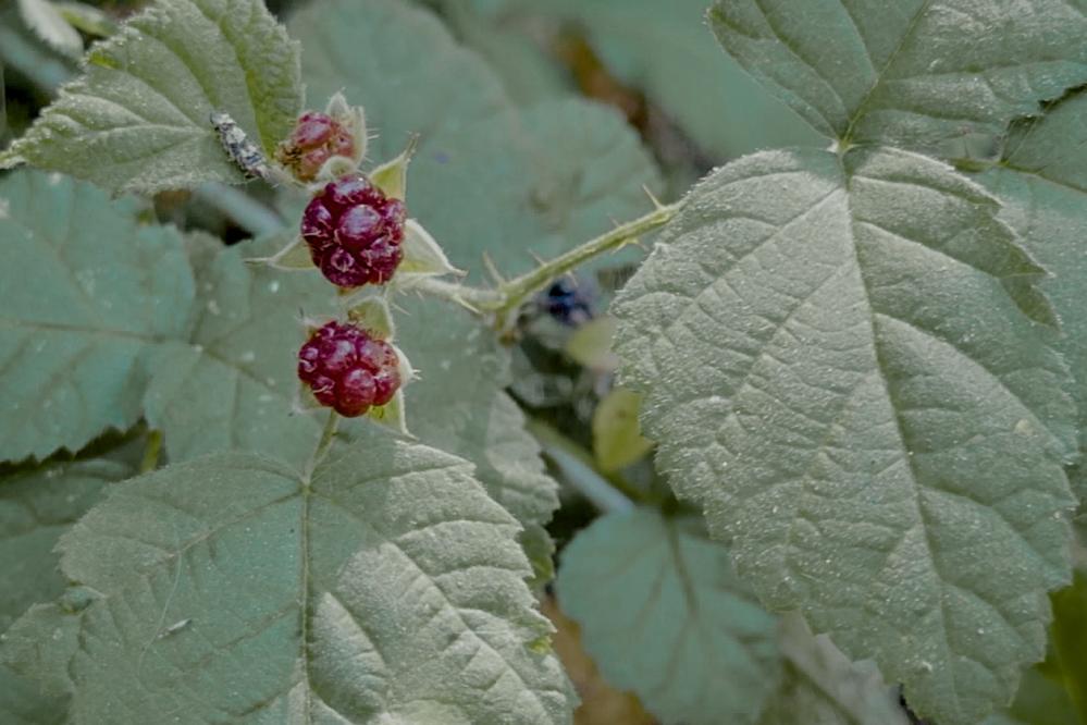 Blackberries on the vine