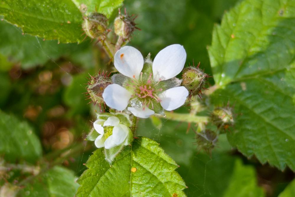 Blossom of a California Blackberry plant
