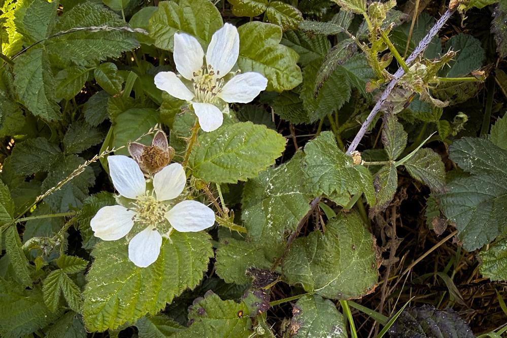 California Blackberry blossoms blooming