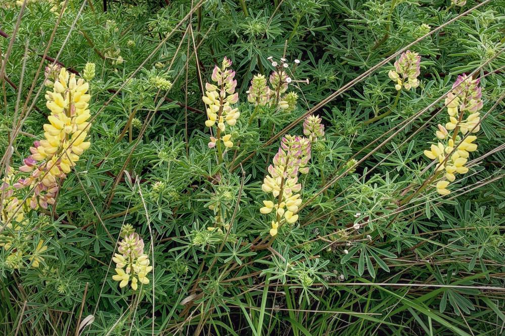 Bush Lupine on Moss Cove trail at Point Lobos