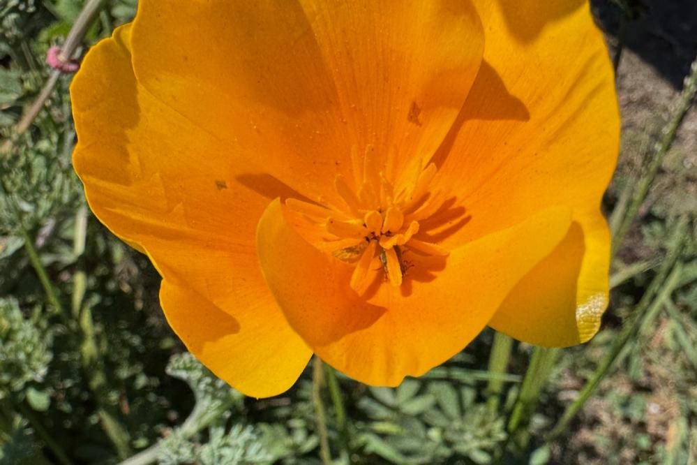California Poppy on Granite Point, close up