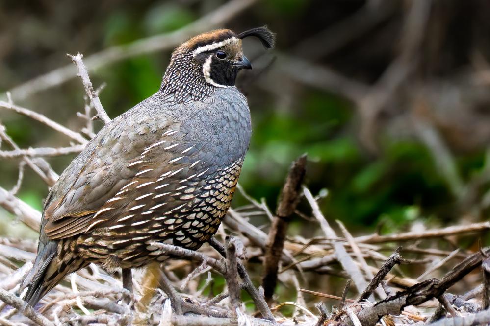 California Quail in the brush