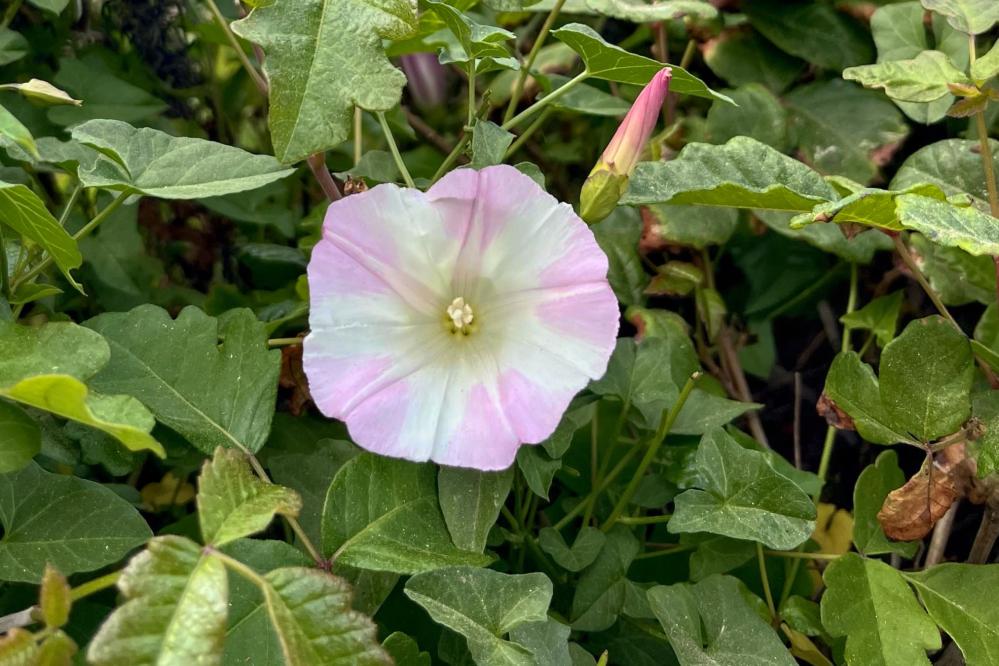 Coast Morning Glory on South Shore trail 