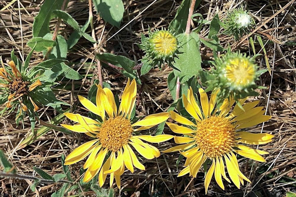 Coastal Gum Plant with signature white 'gum' in the flower buds
