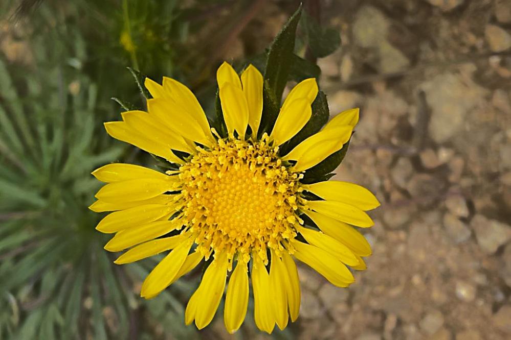Coastal Gum Plant close up