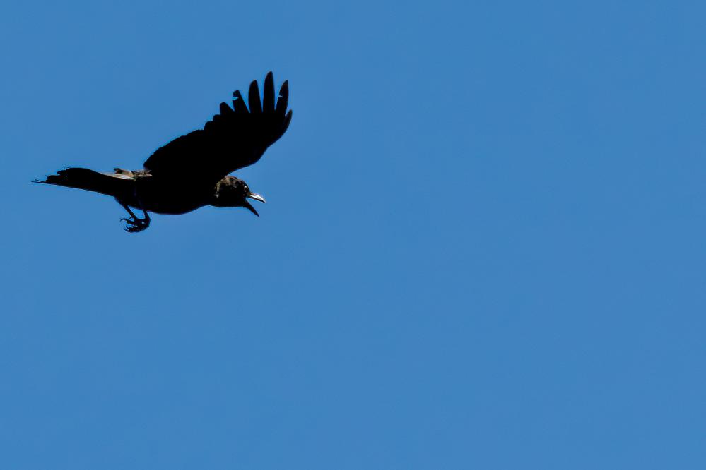 American Crow in Flight