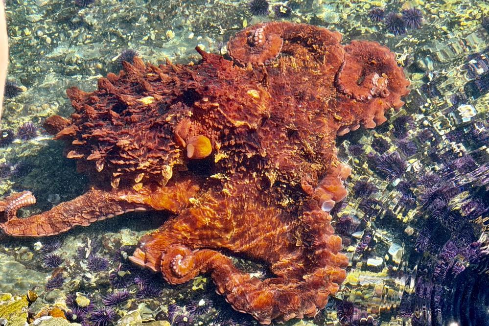 Giant Pacific Octopus in the Weston Beach tide pools