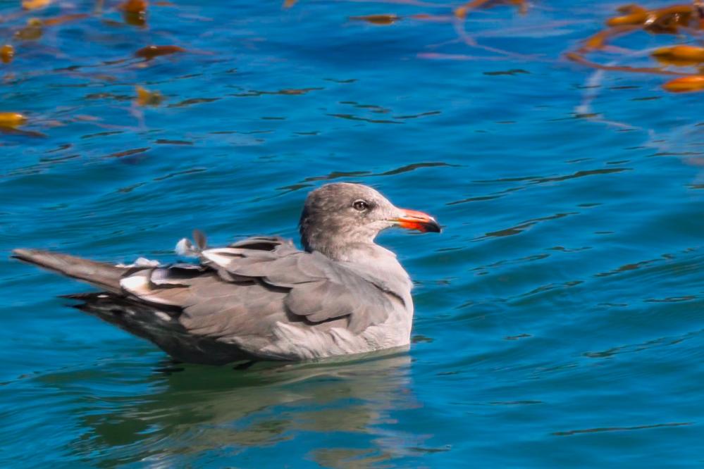 A Heermann's Gull floating in Whalers Cove