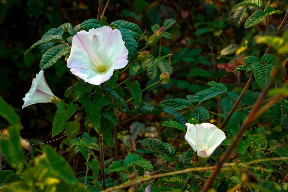 Coast Morning Glories growing near Blue Fish Cove at Point Lobos