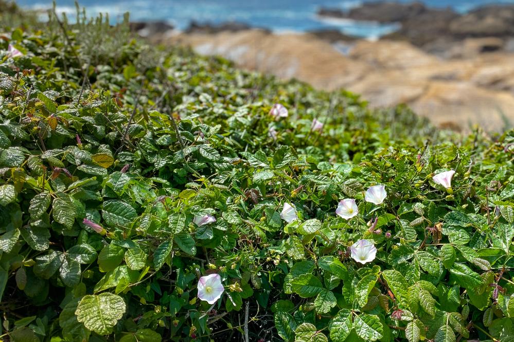 Coast Morning Glories amid Poison Oak along the South Shore trail at Point Lobos