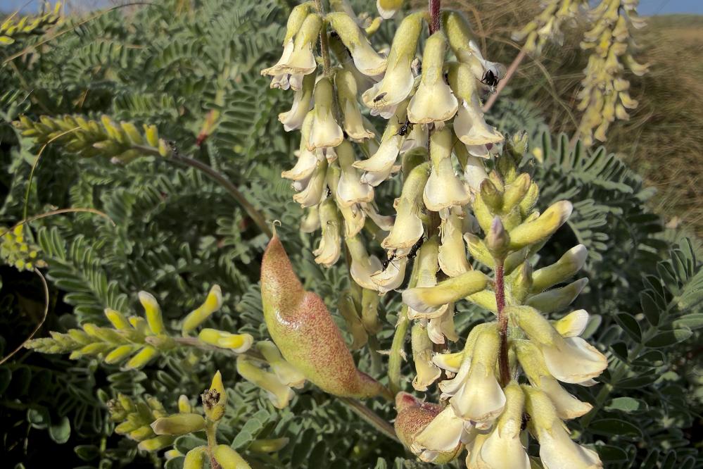 Nuttall's Locoweed or Milk Vetch