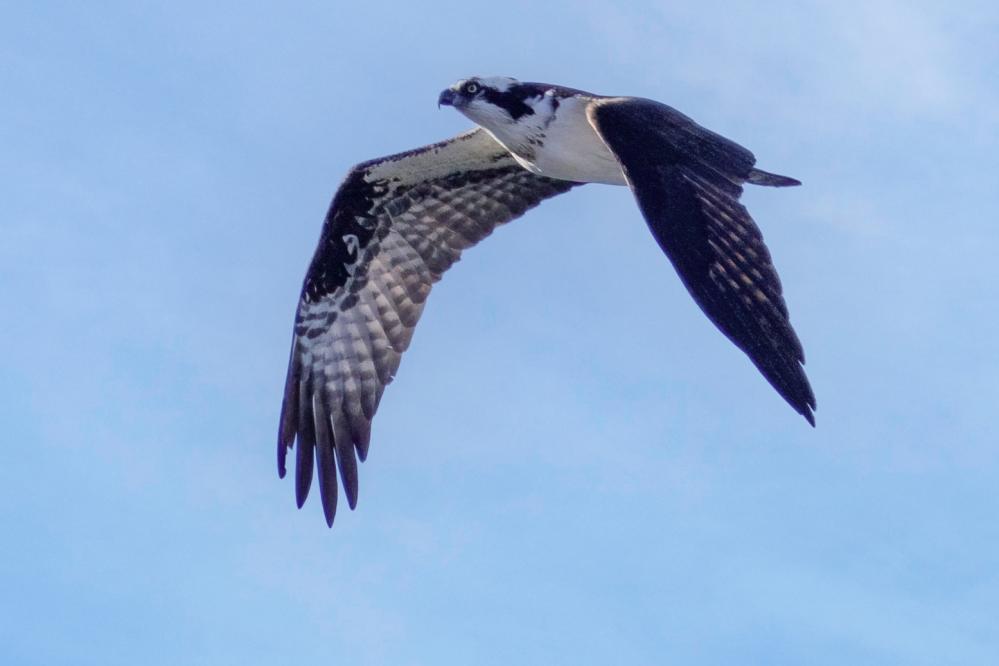 Osprey in flight looking for fish