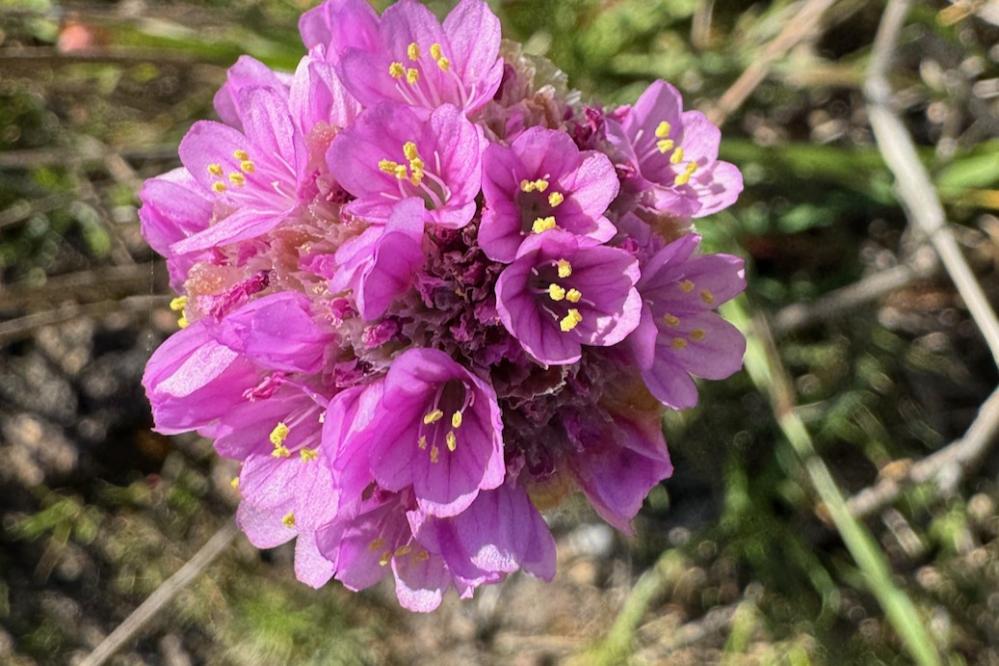 Sea Thrift blooming on the Coal Chute trail
