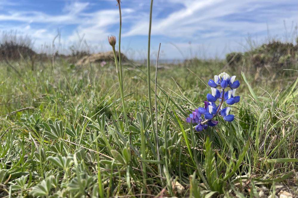 Sky Lupine on the South Shore trail
